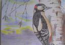 A great spotted woodpecker