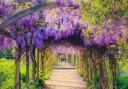 A popular park in south east London is an Instagram hotspot and known for its vibrant wisteria.