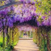 A popular park in south east London is an Instagram hotspot and known for its vibrant wisteria.