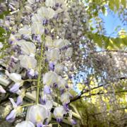 Blossoming wisteria, Cheam (1)