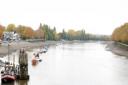 Trees along a five-mile stretch of the Thames - from Putney to Hammersmith - are to be removed