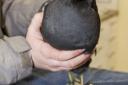 A coot that needed treatment following the floods