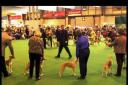Dog day: Crufts is nearly upon us
