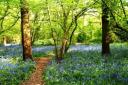 Perivale Wood: beauty spot threatened by HS2