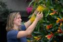 Jules Hayward tends to plants at Kew Gardens