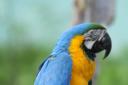 Harriet was a blue-and-yellow macaw similar to the one pictured