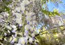 Blossoming wisteria, Cheam (1)