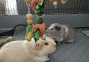 Photo of guinea pigs Deanne McIntosh The Charter School North Dulwich