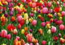 Tulips - a springtime characteristic