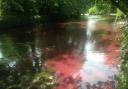 Blood red algae formation in Lloyd Park