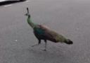 The bird dubbed the Camden Peacock has been on the run for a year after escaping from London Zoo