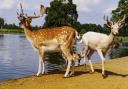 Beautiful Bushy Park makes a great family day out