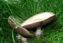 A typical mushroom with mycelium extending underground