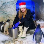 The residents at Sea Life London Aquarium have been getting in the Christmas spirit.