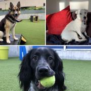 See the dogs looking for homes at Battersea. (Battersea)
