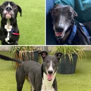 See the dogs looking for a new home. (Battersea)
