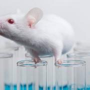 Is animal testing a necessity? - Henry Brown - StJohns School leatherhead