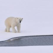 Artic wildlife as risk
