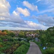 The Alexandra Palace allotments are open on July 2 under the National Garden Scheme.