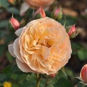 Named after the acclaimed confectioner the Eveline Wild rose bush is one of five scented roses recommended to grow at home.