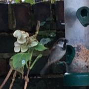 A sparrow on a bird feeder in Ruth Pavey's back garden in Holloway