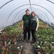 Wendy and Ray Bates in their polytunnel at Rotherview Nursery