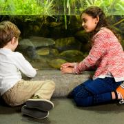 Explore the Thames in the new zone opening at London Aquarium
