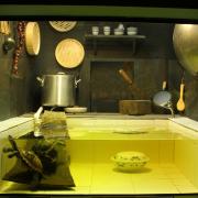 Annam leaf turtles at London Zoo in their new exhibit