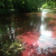 Blood red algae formation in Lloyd Park