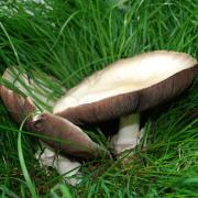 A typical mushroom with mycelium extending underground
