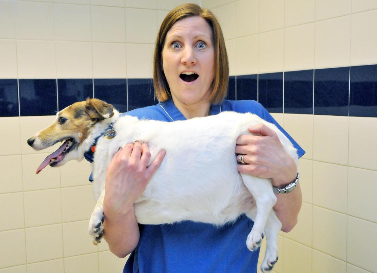 Jack Russell Terrier Millie, from Newcastle-Upon-Tyne, who weighs in at 9.3kg 