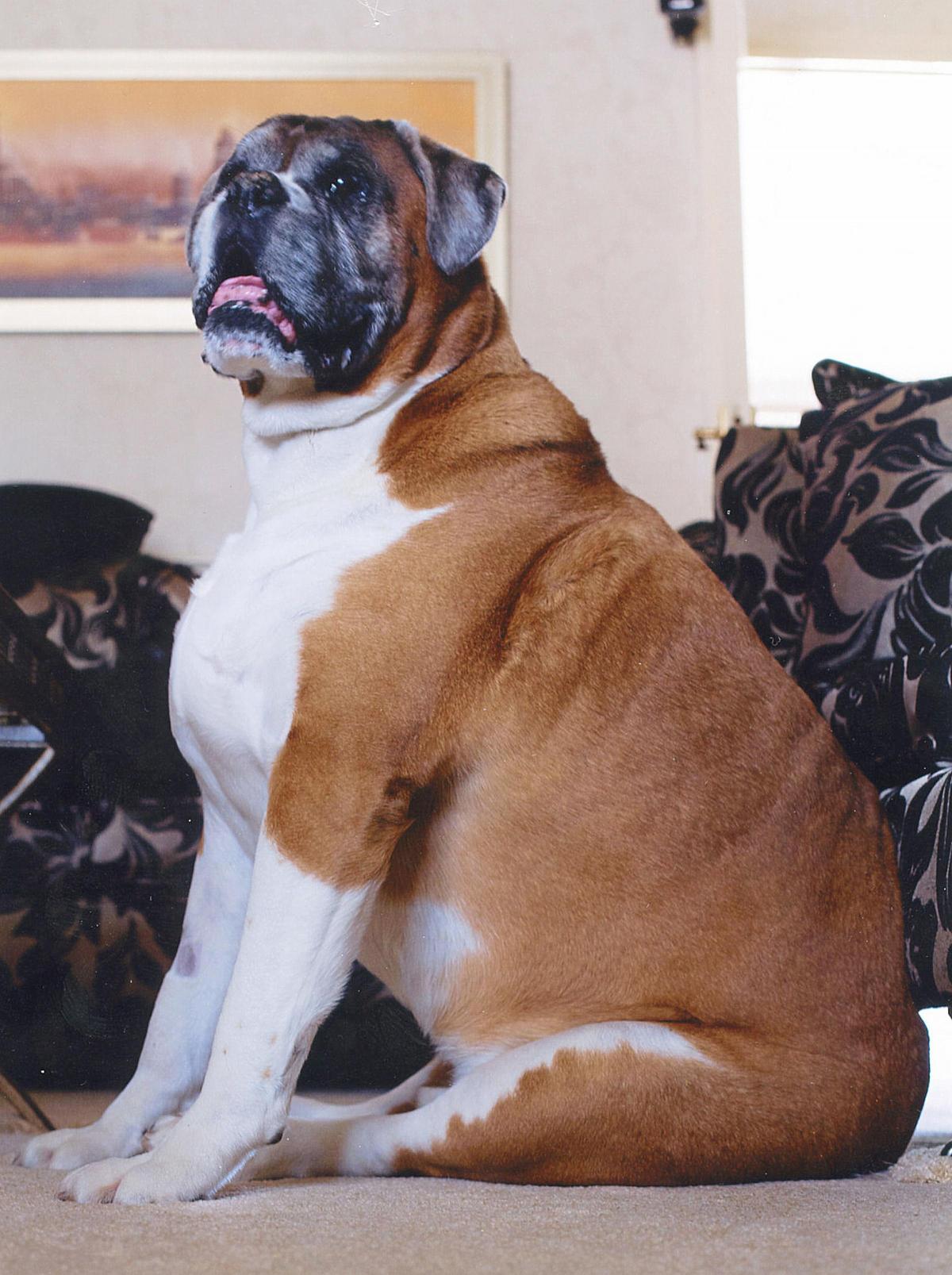 Boxer dog Bruce from Gillingham, who weighs 55kg