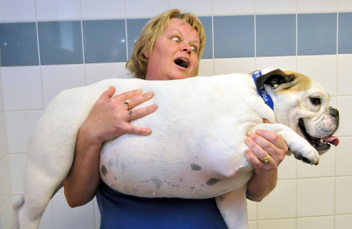Bulldog Daisy from Middlesbrough, who weighs 28kg