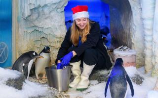 The residents at Sea Life London Aquarium have been getting in the Christmas spirit.