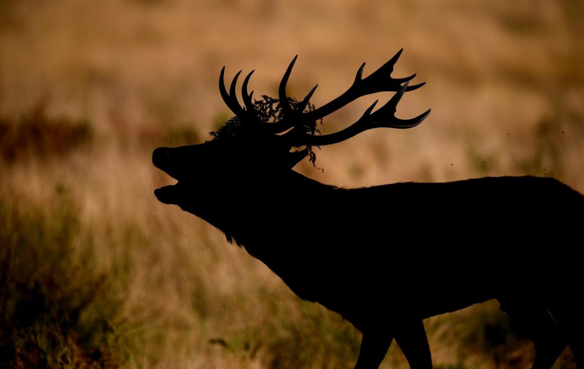 Red stag in Richmond Park.... photo by Andrew Matthews/PA