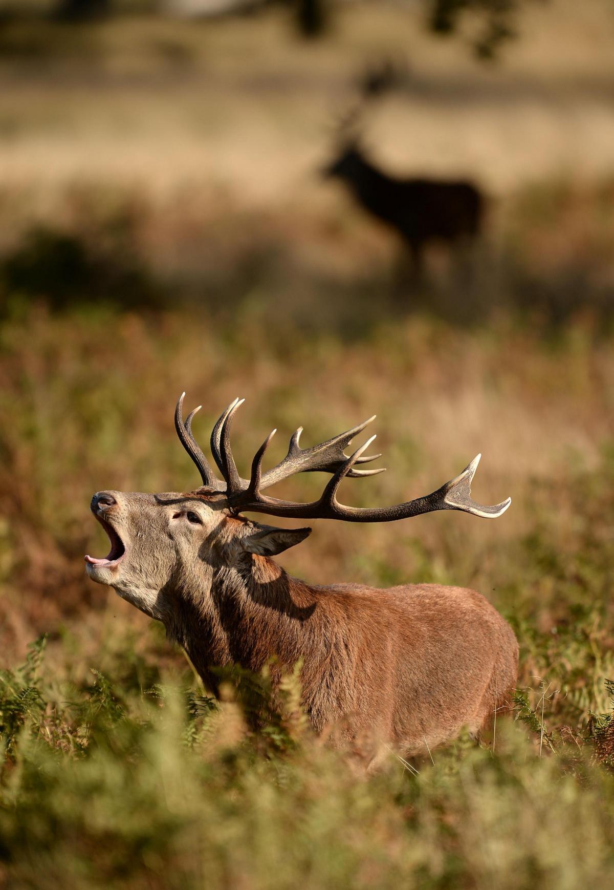 Red stag in Richmond Park.... photo by Andrew Matthews/PA