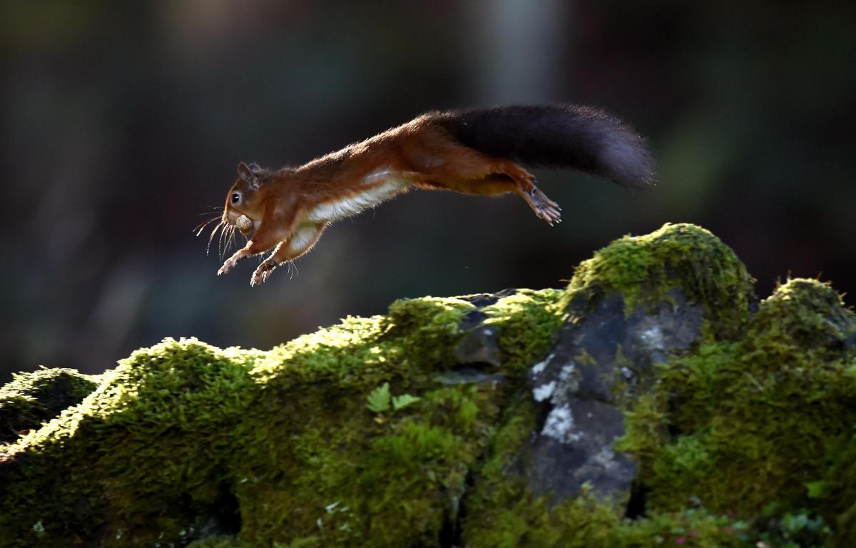 A red squirrel gathers food in Kielder Forest in Northumberland. Photo by Owen Humphreys/PA