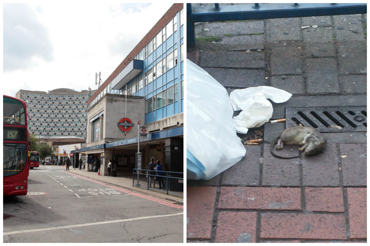 End of the rodent: Commuter horrified by HUGE dead rat outside Morden station
