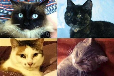 A £10k reward is being put up to catch the Croydon Cat Killer