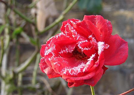 Snowy rose