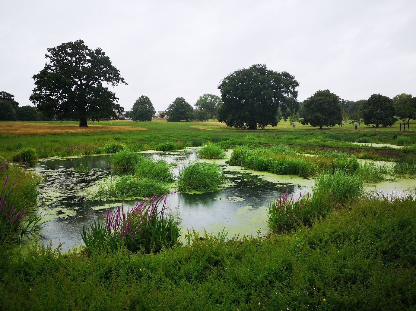 Coca Cola helps fund new wetland in Broomfield Park, Enfield