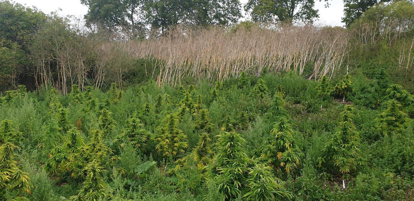 Massive cannabis field found in Kingston