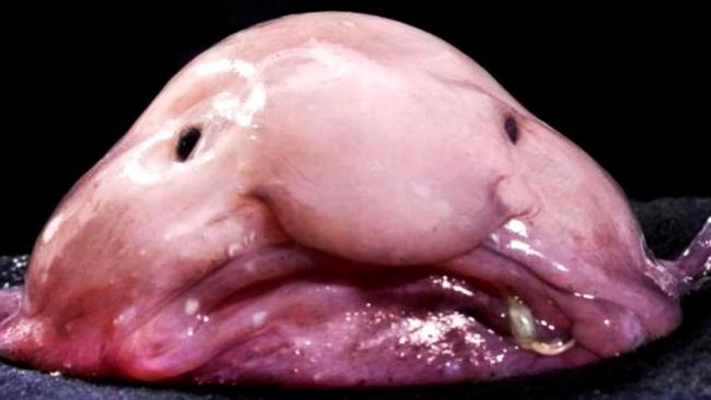 Protect the Blobfish! | This Is Local London