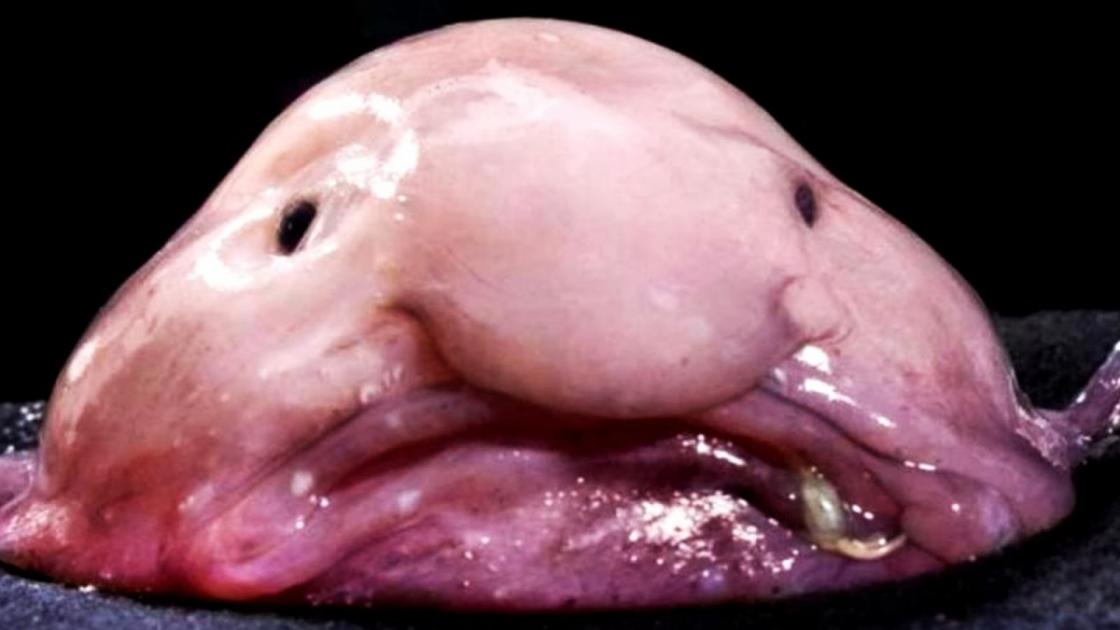 Blob fish. I suppose this one would be on the bad guys side. It'd puke  slime out of its mouth or emit some deadly green g…