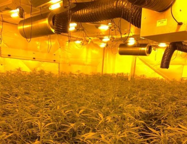 Cannabis factory busted in Thamesmead, south east London