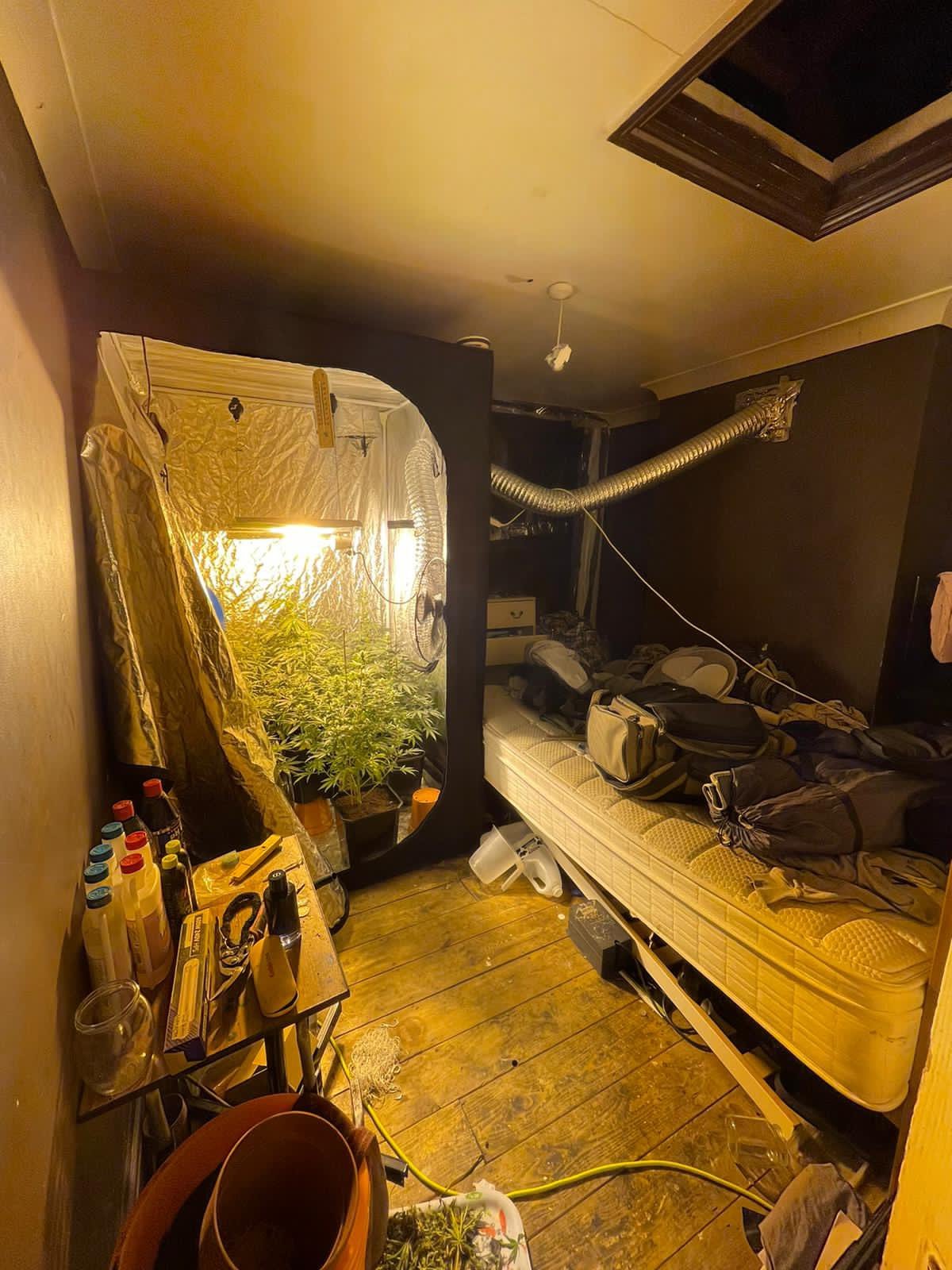Cannabis grown inside a property on the Greenwich Peninsula