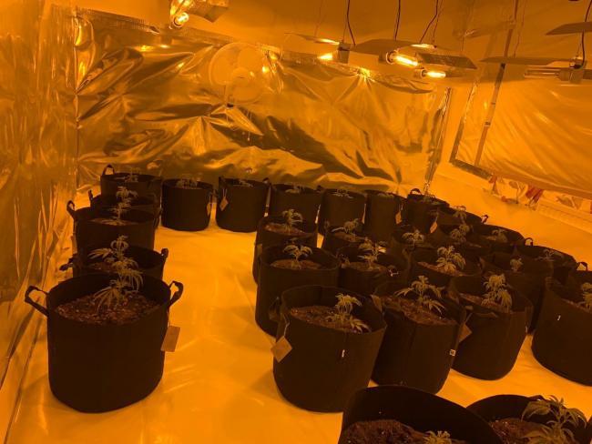 Cannabis factory busted in Thamesmead, south east London