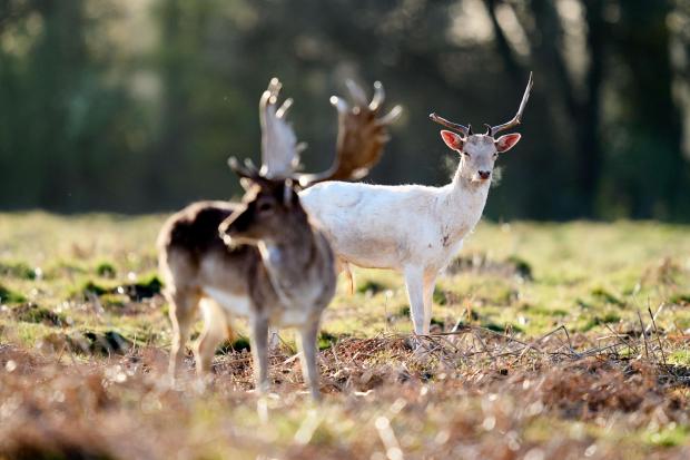 A Teddington man has been fined for allowing his dog to chase the deer in Bushy Park