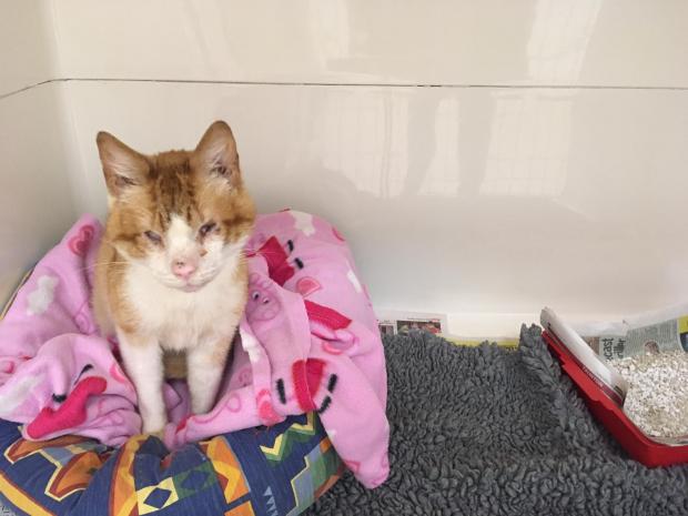 This Is Local London: Larry pictured at the animal hospital 
