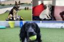 See the dogs looking for homes at Battersea. (Battersea)